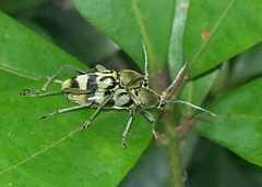 Chlorophorus reductus