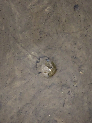 Carcinoscorpius rotundicauda