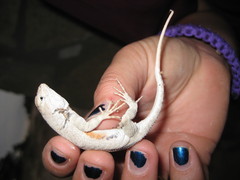 Sceloporus merriami merriami