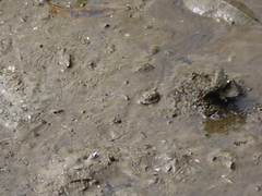 Carcinoscorpius rotundicauda