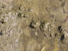 Carcinoscorpius rotundicauda