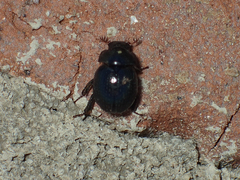 Germarostes globosus
