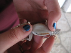 Sceloporus merriami merriami