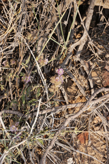 Phacelia vallis-mortae