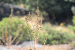 Asphodelus serotinus