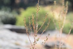 Asphodelus serotinus