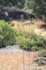 Asphodelus serotinus