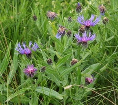 Centaurea triumfettii