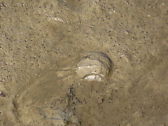 Carcinoscorpius rotundicauda