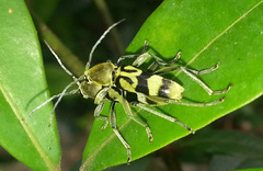 Chlorophorus reductus