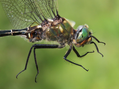 Somatochlora hudsonica