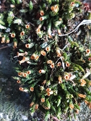 Schistidium crassipilum