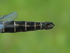 Somatochlora hudsonica