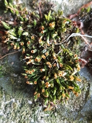 Schistidium crassipilum