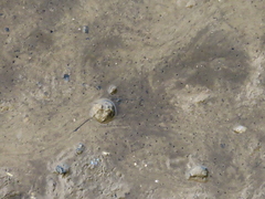 Carcinoscorpius rotundicauda