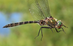 Somatochlora hudsonica
