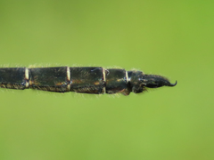 Somatochlora hudsonica