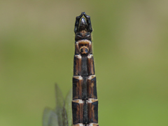 Somatochlora hudsonica