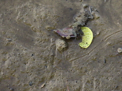 Carcinoscorpius rotundicauda