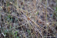 Petrorhagia nanteuilii