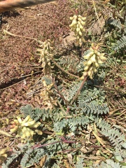 Astragalus nuttallii nuttallii