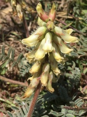 Astragalus nuttallii nuttallii