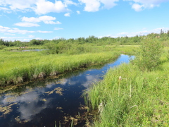Somatochlora hudsonica