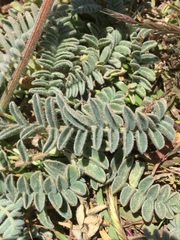 Astragalus nuttallii nuttallii