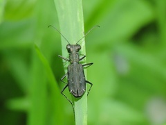 Cylindera viduata