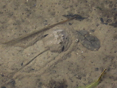 Carcinoscorpius rotundicauda