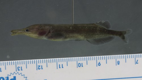 Sickle-snouted mormyrid (Mormyrops zanclirostris) — Mormyridae — 3