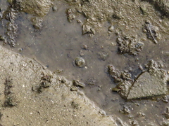 Carcinoscorpius rotundicauda