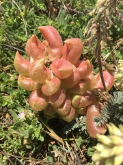 Astragalus nuttallii nuttallii
