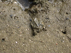 Carcinoscorpius rotundicauda