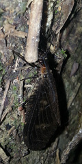 Neochauliodes