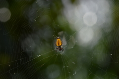 Micrathena furcula
