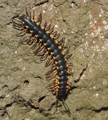 Streptogonopus phipsoni