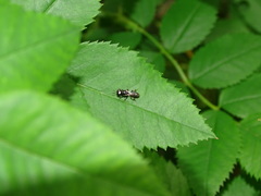 Crossocerus