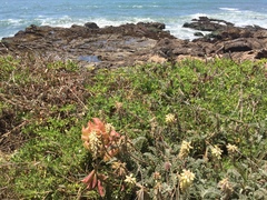 Astragalus nuttallii nuttallii