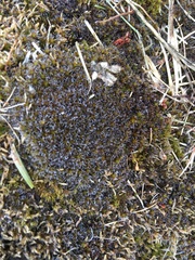 Schistidium crassipilum