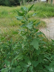 Chenopodium album