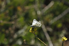 Euchloe eversi