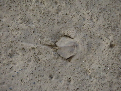 Carcinoscorpius rotundicauda