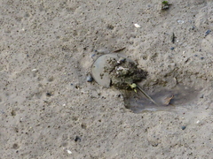 Carcinoscorpius rotundicauda