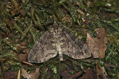 Episauris kiliani