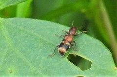 Enoclerus rosmarus