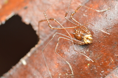 Cranaidae