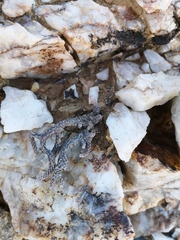 Tylecodon buchholzianus