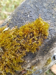 Rhynchostegiella tenella