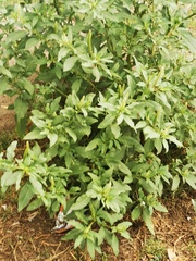 Phytolacca icosandra